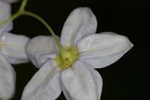 Jasmine nightshade